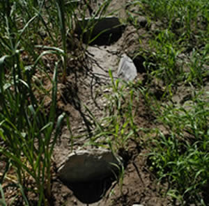 Borders between fields to regulate irrigation