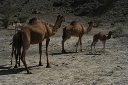 Group of camels in Omani desert