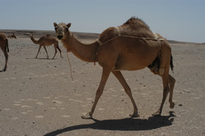 Lactating camel