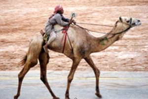 Racing camel