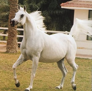 Arabian beauty horse