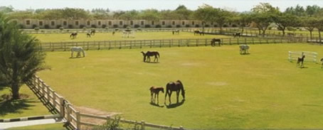 Royal horse stables