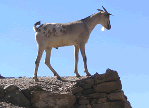 Dhofari goat