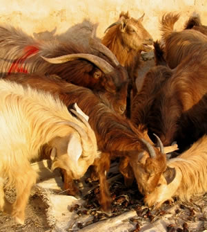 Jabal Akhdar goats